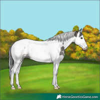 Horse Color:White Spotted Grullo Splash Tobiano Rabicano 