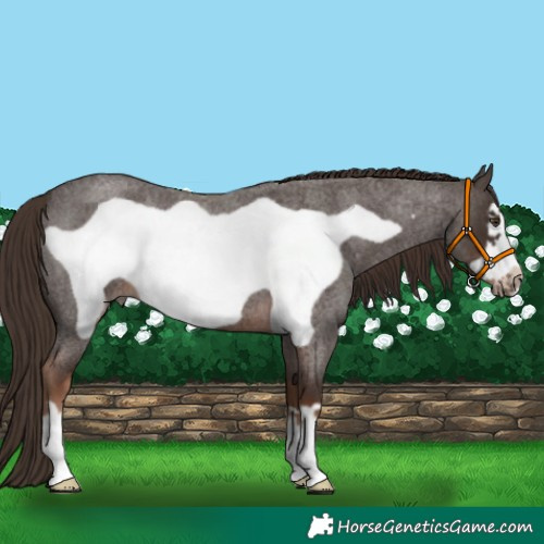 Horse Color:Liver Red Roan Frame