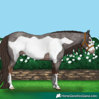 Horse Color:Liver Red Roan Frame