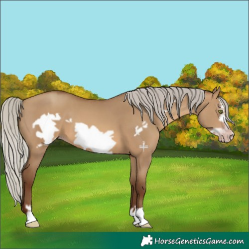 Horse Color:Gray Silver Sable Champagne Dun Frame 