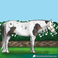 Horse Color:Liver Chestnut Splash Tobiano Rabicano