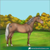 Horse Color:Gray Silver Sable Champagne 