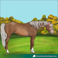 Horse Color:Gray Silver Sable Champagne