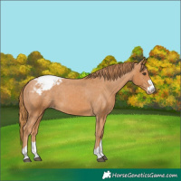 Horse Color:Chestnut Snowcap 