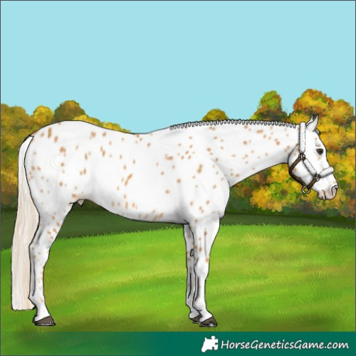 Horse Color:Palomino Appaloosa 
