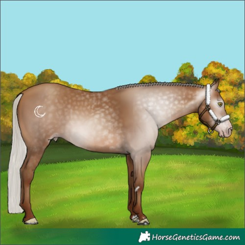 Horse Color:Gray Silver Sable Champagne 
