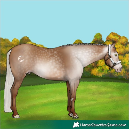Horse Color:Gray Silver Sable Champagne 