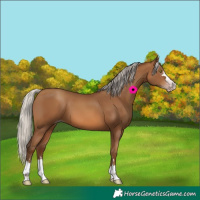 Horse Color:Gray Silver Sable Champagne 