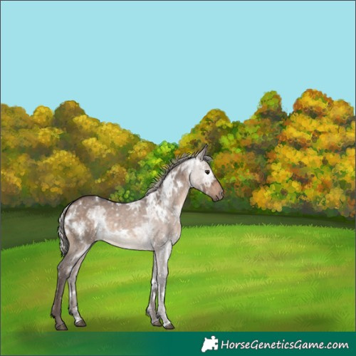 Horse Color:White Spotted Silver Brown Ice Dun 