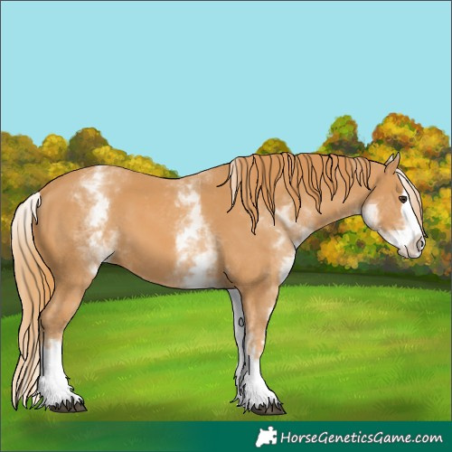 Horse Color:White Spotted Chestnut Splash 