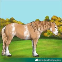 Horse Color:White Spotted Chestnut Splash 