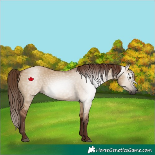 Horse Color:Gray Red Dun 