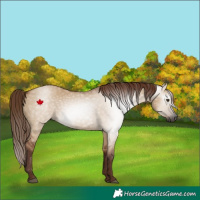 Horse Color:Gray Red Dun