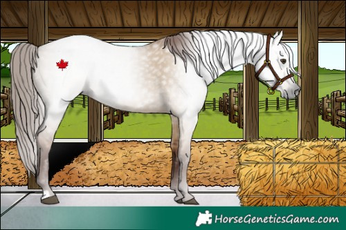 Horse Color:Gray Red Dun 