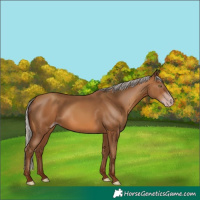 Horse Color:Gray Silver Sable Champagne