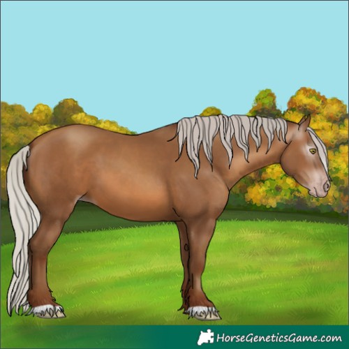 Horse Color:Unknown