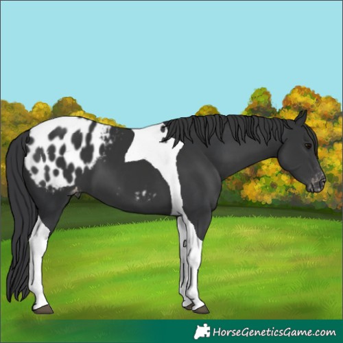 Horse Color:Black Tobiano Blanket 
