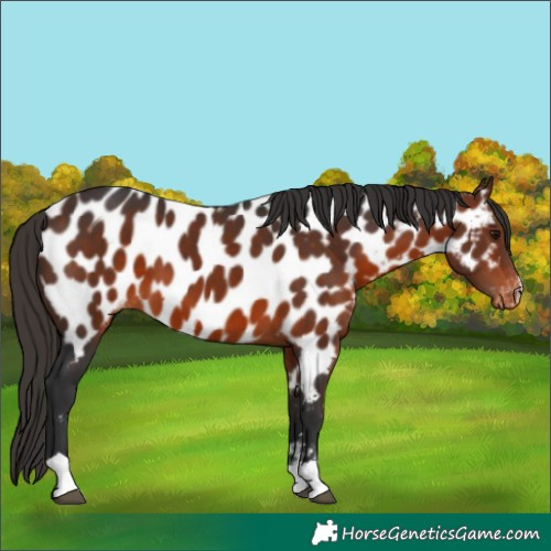 Horse Color:Bay Near Leopard 