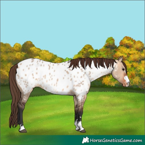 Horse Color:Bay Dun Near Leopard 