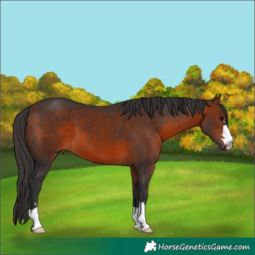 Horse Color:Bay 
