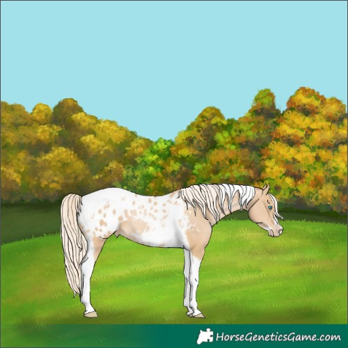 Horse Color:Palomino Pearl Tobiano Frame Appaloosa 
