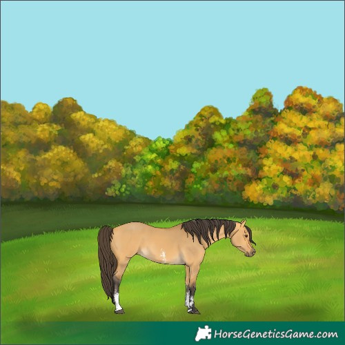 Horse Color:Buckskin Dun Sabino Rabicano 