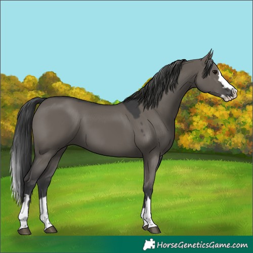 Horse Color:Grullo Splash 