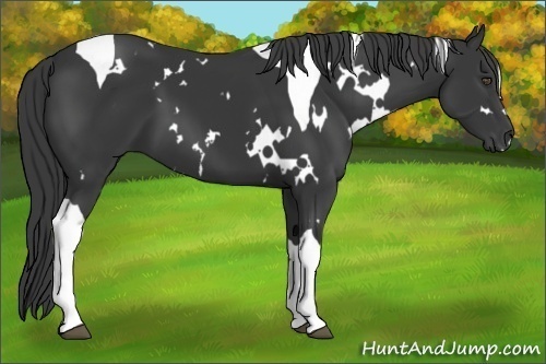 Horse Color:White Spotted Black Tobiano