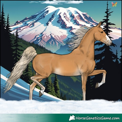 Horse Color:Palomino 