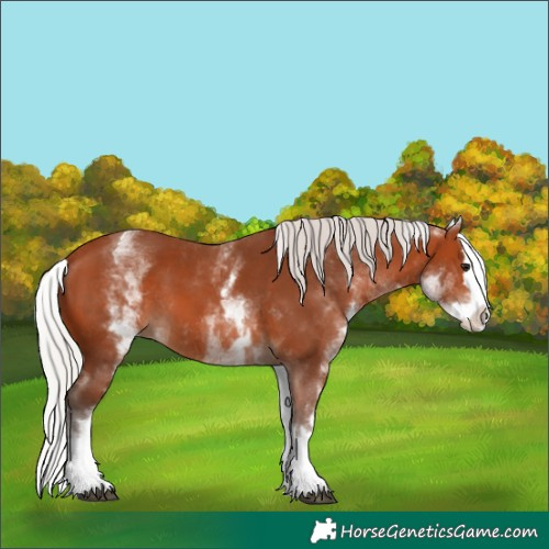 Horse Color:Unknown 