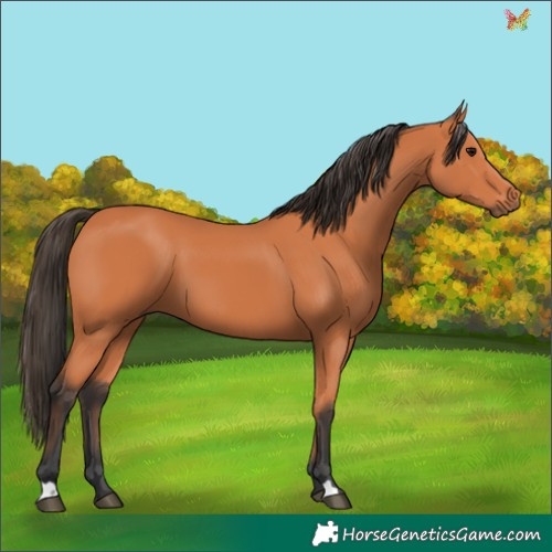 Horse Color:Bay 