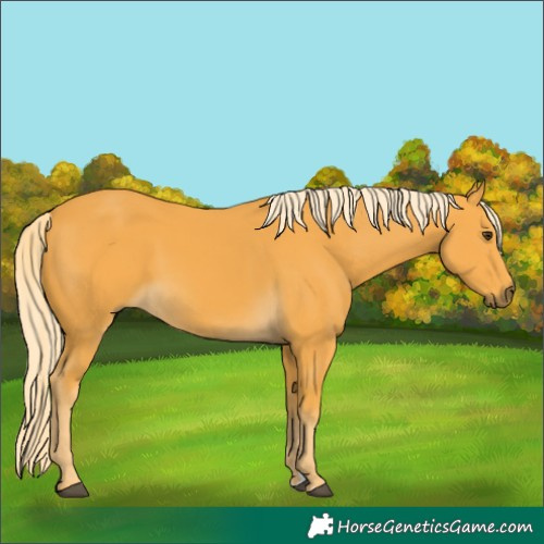 Horse Color:Palomino
