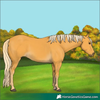 Horse Color:Palomino