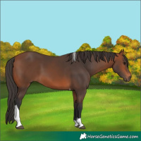 Horse Color:Bay Tobiano Rabicano