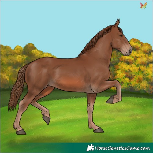 Horse Color:Chestnut 