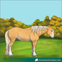 Horse Color:Palomino Rabicano 