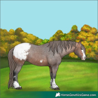 Horse Color:Bay Appaloosa Rabicano 