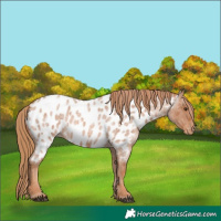 Horse Color:Red Roan Near Leopard 