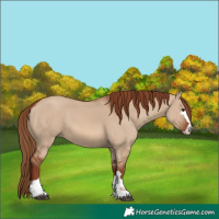 Horse Color:Red Dun 