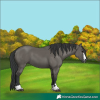 Horse Color:Grullo 