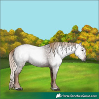 Horse Color:Gray Chestnut 