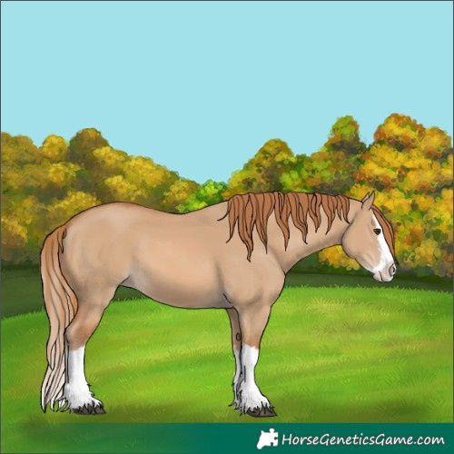 Horse Color:Red Dun Splash 