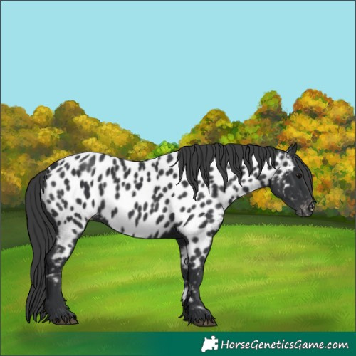 Horse Color:Black Appaloosa 