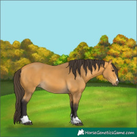 Horse Color:Buckskin 
