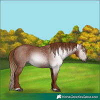 Horse Color:Gray Chestnut