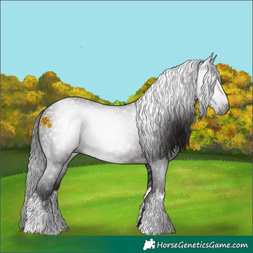 Horse Color:Gray White Spotted Brown 