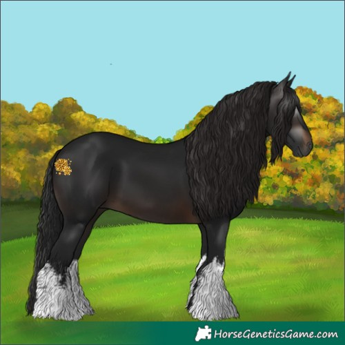 Horse Color:Gray White Spotted Brown 