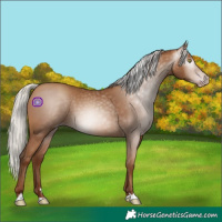 Horse Color:Gray Silver Sable Champagne