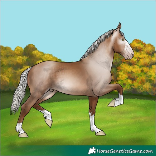 Horse Color:Gray Silver Sable Champagne 