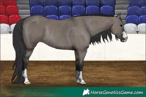 Horse Color:Grullo Rabicano